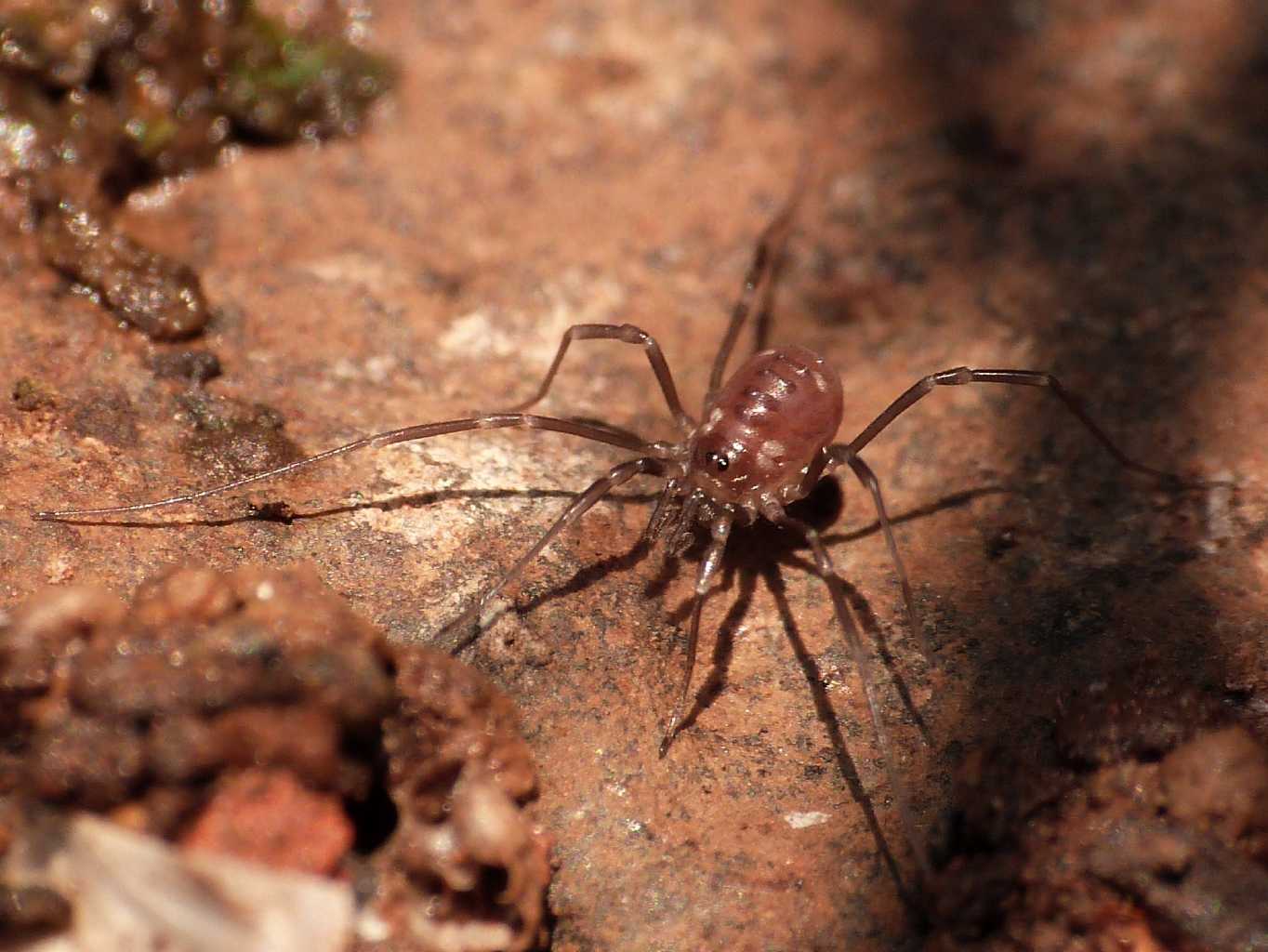 Histricostoma argenteolunulatum  - Roma